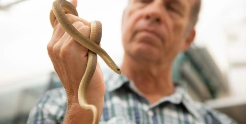 Метрова змия засрами питоните: вижте защо СНИМКИ