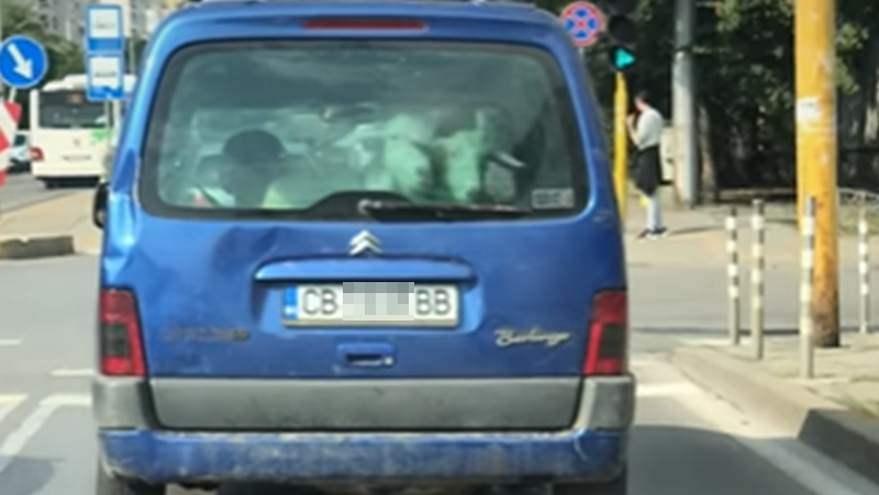 Кози се возят в багажник на кола СНИМКИ