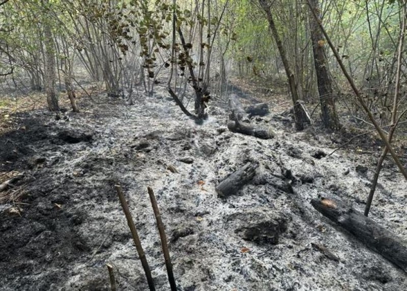 Хеликоптери и пожарни са на терен: Огромният пожар край Хвойна е овладян
