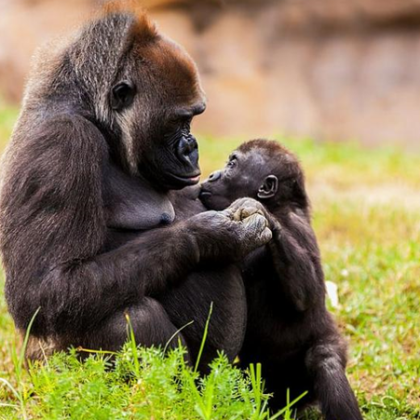 В зоопарка в Будапеща женска горила стана първият примат подложен