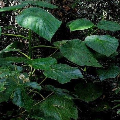 Dendrocnide moroides или гимпи гимпи е растение от семейство копривови типично за Австралия  което
