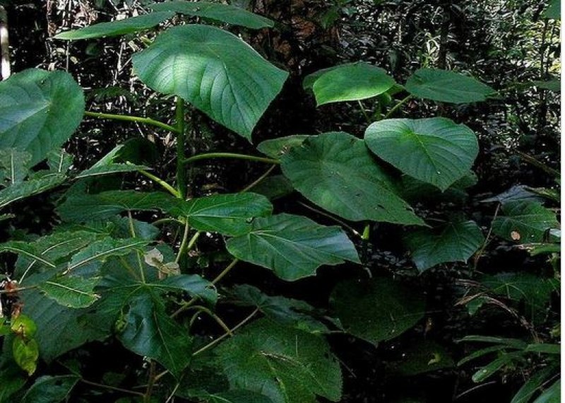 Dendrocnide moroides или гимпи-гимпи е растение от семейство копривови, типично за Австралия, което