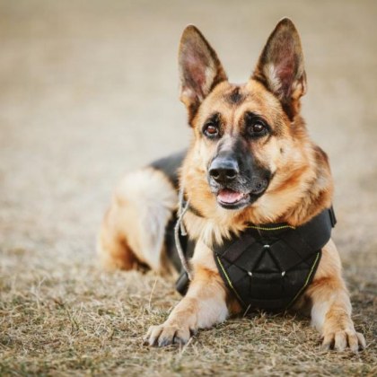 В Обединеното кралство полицейско куче на име Монти помогна за