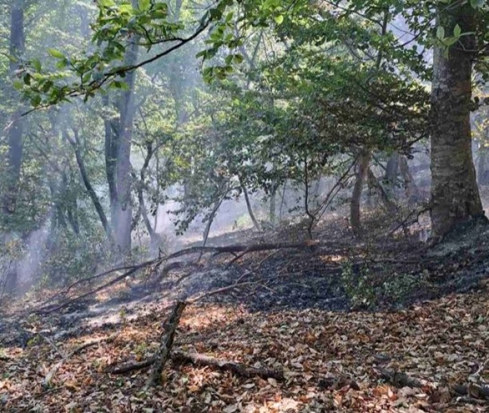 Потушен е пожара край асеновградското село Добростан. Радостната вест съобщиха