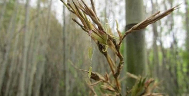 Разновидност на бамбук, известен също като хенон (Phyllostachys nigra var.