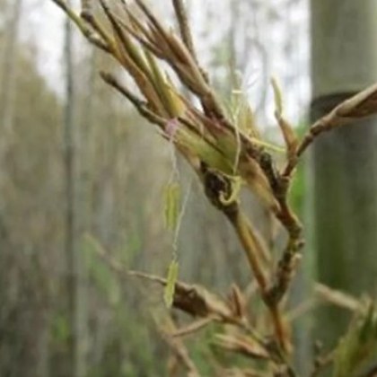 Разновидност на бамбук известен също като хенон Phyllostachys nigra var
