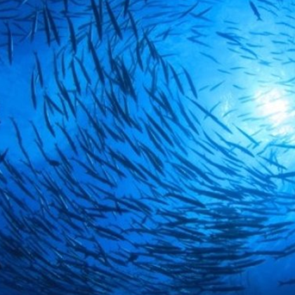 Анализ показва че някои видове морски обитатели значително са намалели