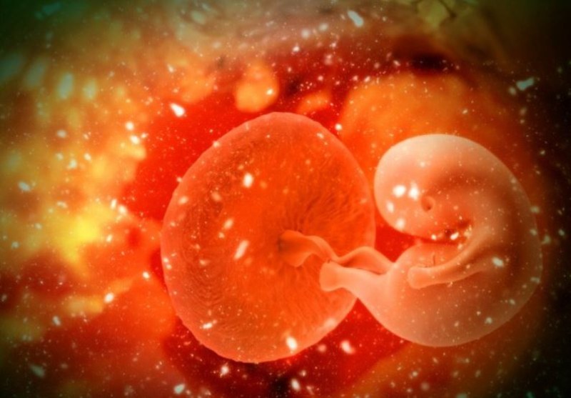 Отгледаха бъбрек с човешки клетки в свински ембриони