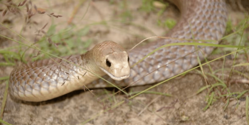 Мъж почина от ухапване от змия, след като откъсна влечугото от крака на приятел