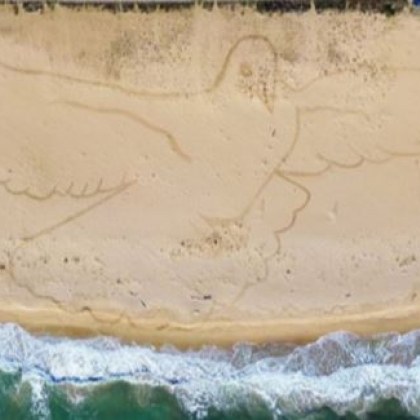 Пясъчна рисунка на гълъб с огромни размери може да се
