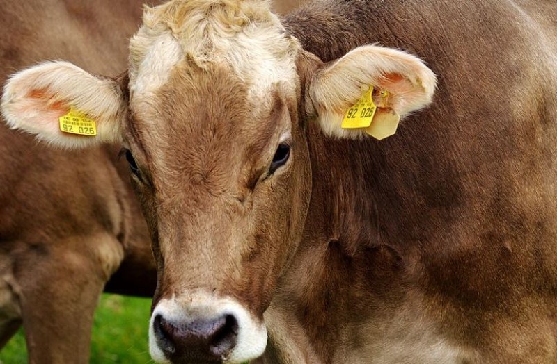 Потопът в Царево: Откриха 4 живи крави, 64 били отнесени от водата