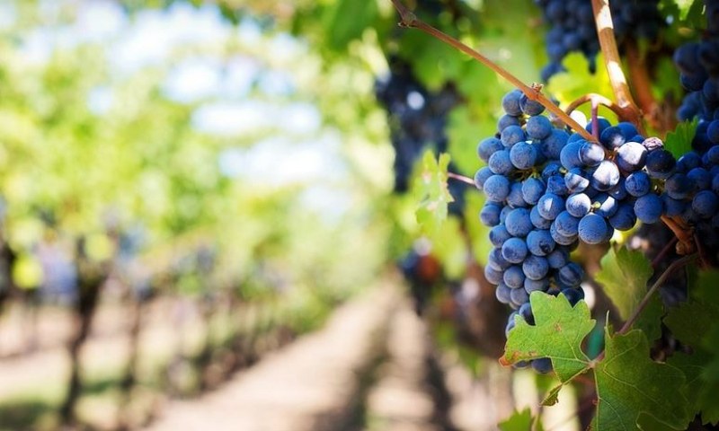 Производители на грозде сигнализират за слаба реколта и ниско качество