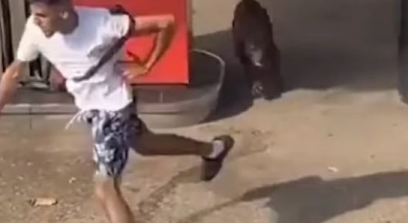 Куче полудя по време на разходка, рани трима души ВИДЕО 18+