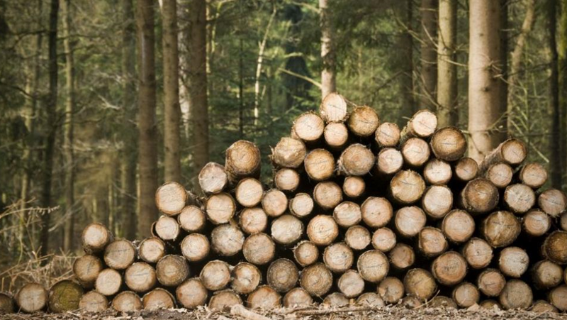 Около 926 000 кубика дърва са изсечени в Странджа за 2023 г.