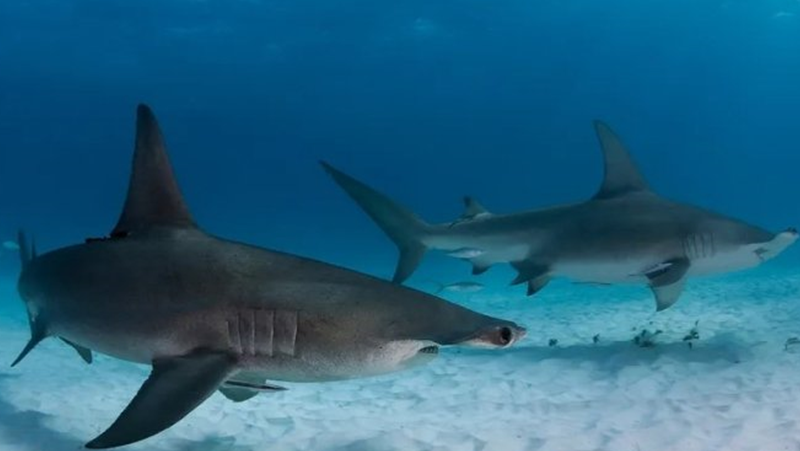 Нещо кара стотици акули да се събират на едно място в океана
