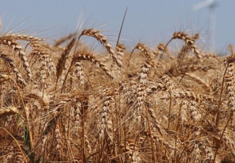 Депутатите решиха за вноса на украинско зърно