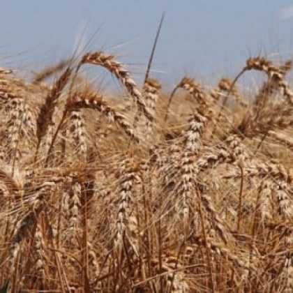 В Народното събрание отмениха забраната за внос на зърно от