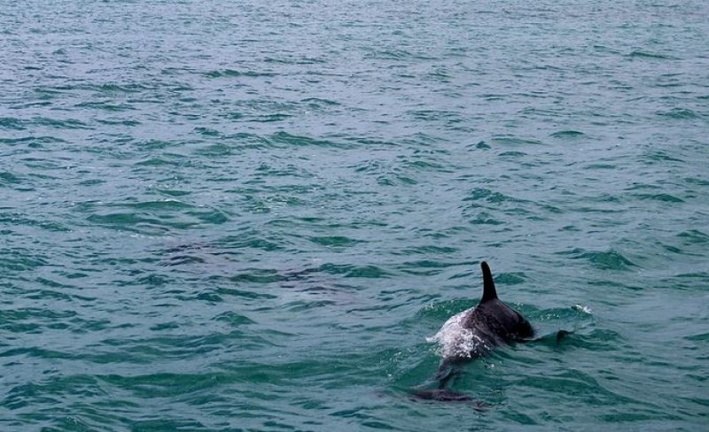 Морето изхвърли на брега мъртъв делфин.Бозайникът е заснет на Северния