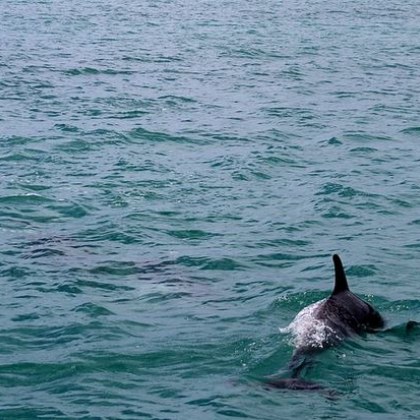Морето изхвърли на брега мъртъв делфин Бозайникът е заснет на Северния