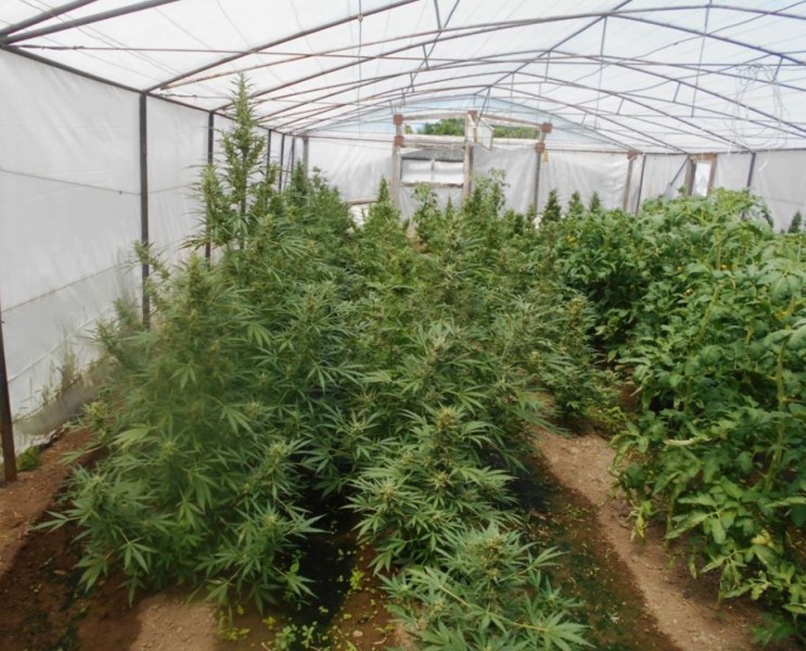 Откриха 38 кг марихуана и 250 растения коноп, има задържани