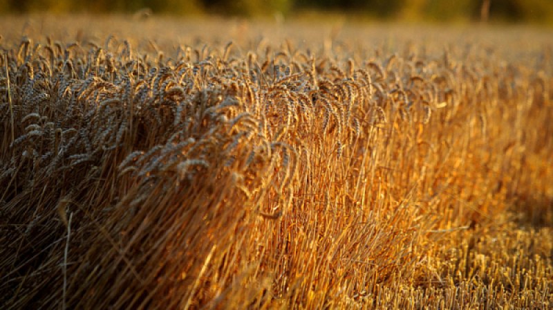 Зърнопроизводител за Денков: Нагнети още напрежение, а който сее вятър, жъне бури