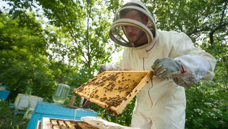 И пчеларите плашат с протест, ако властта не им помогне