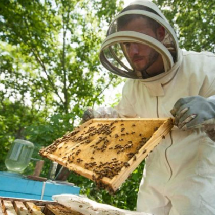 Пчеларите у нас готвят национален протест Причината според тях е неадекватно