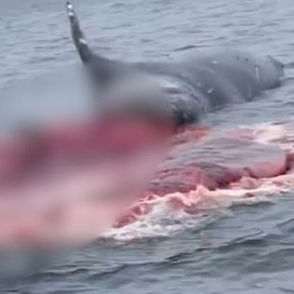 Лодкари които плуваха до трупа на гърбат кит заснеха необичайна