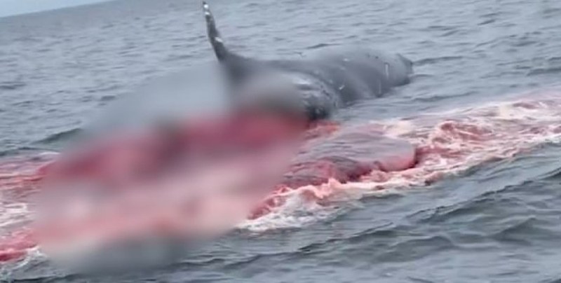 Лодкари, които плуваха до трупа на гърбат кит, заснеха необичайна