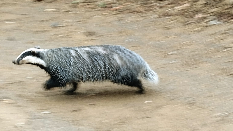 Това животно се разходи посред бял ден в Габрово СНИМКИ