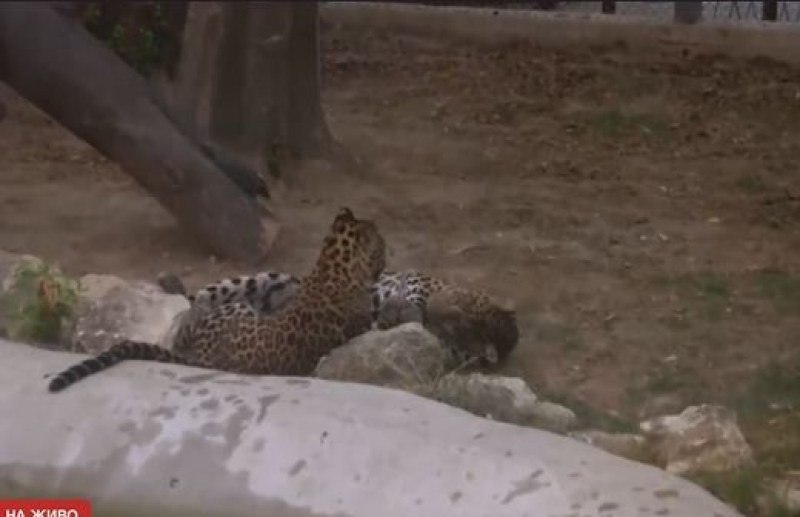 Леопард ухапа по ръката момиче в зоопарка във Варна. Инцидентът