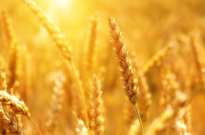 България и Франция заместват Русия на голям зърнен пазар