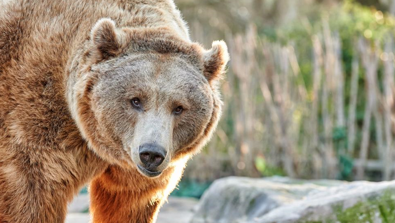 Ловец отстреля мечка, след като нанесла множество щети и убила селскостопански животни край