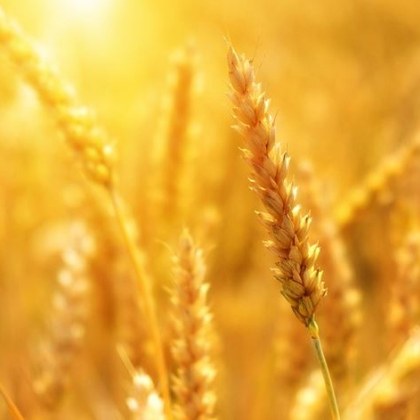 Египет ще се снабдява с почти половин милион тона пшеница