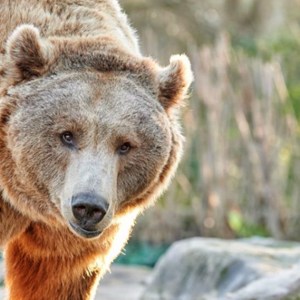 Ловец отстреля мечка след като нанесла множество щети и убила селскостопански животни край