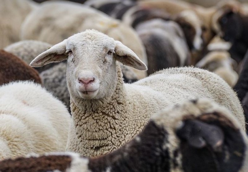Овце опасаха цяла нива канабис