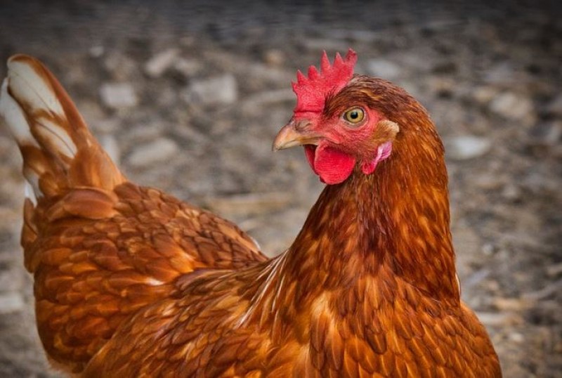 Превеждат кудкудякането на кокошки в човешка реч?