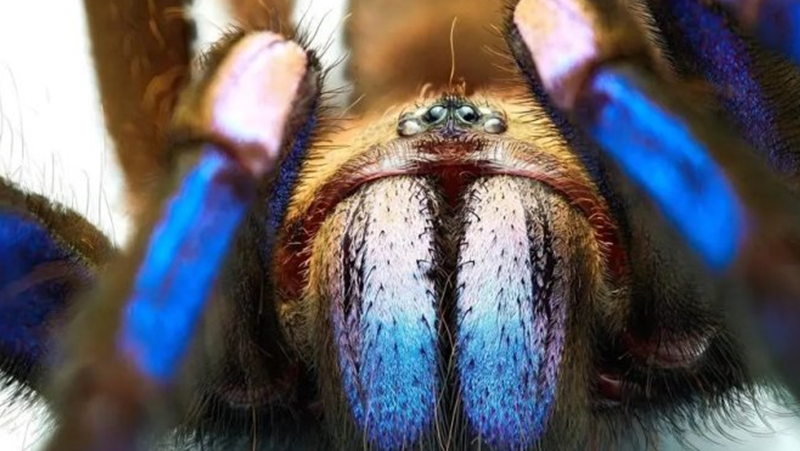 Откриха странен паяк с неоново сини крака в горите на Тайланд СНИМКА
