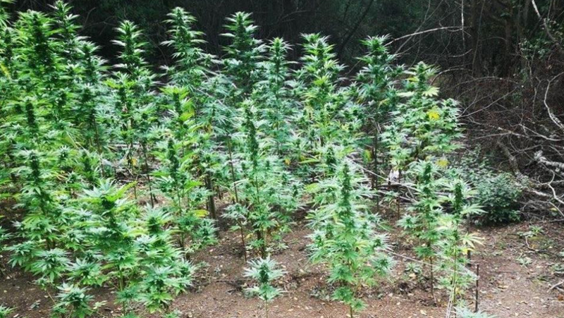 Полицията откри нива с голямо количество марихуана в Софийско СНИМКА