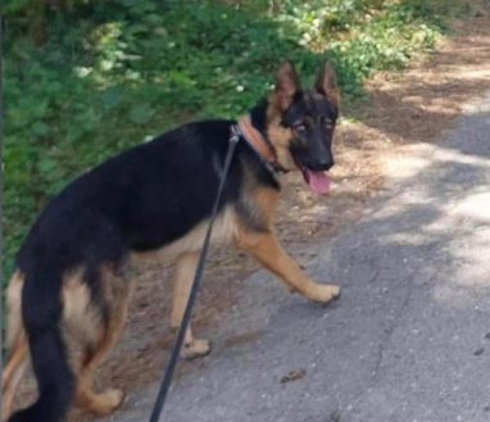 Домашно куче изчезна в Пловдивско. Виждали ли сте го? СНИМКА
