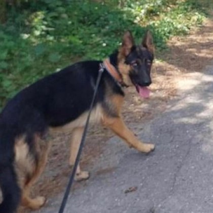 Домашно куче е изчезнало в Пловдивско За това алармират стопаните на