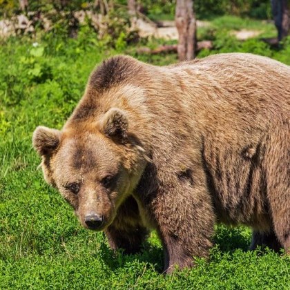 Нова среща с мечка край Пловдив Местни твърдят че са видели