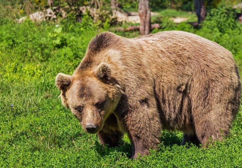 Нова среща с мечка край Пловдив.Местни твърдят, че са видели