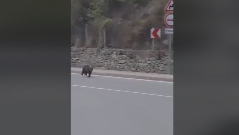 Близка среща! Мече пробяга през центъра на родопско село ВИДЕО