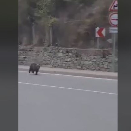 Близка среща! Мече пробяга през центъра на родопско село ВИДЕО