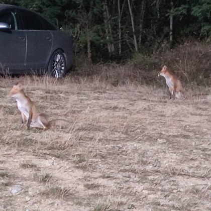 Две лисици си направиха разходка във Велико Търново Според очевидец
