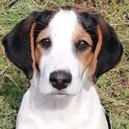 Домашно куче е било откраднато от благоевградското село Обел Това