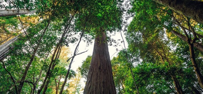Защо местоположението на най-високото дърво в света е тайна