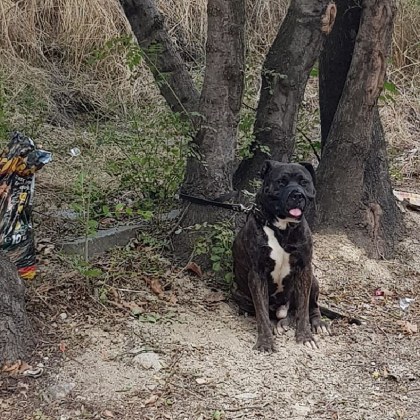 Домашно куче е изоставено в Пловдив Животинчето за което се