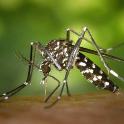 Денгата е инфекция причинена от вируса денга който се предава